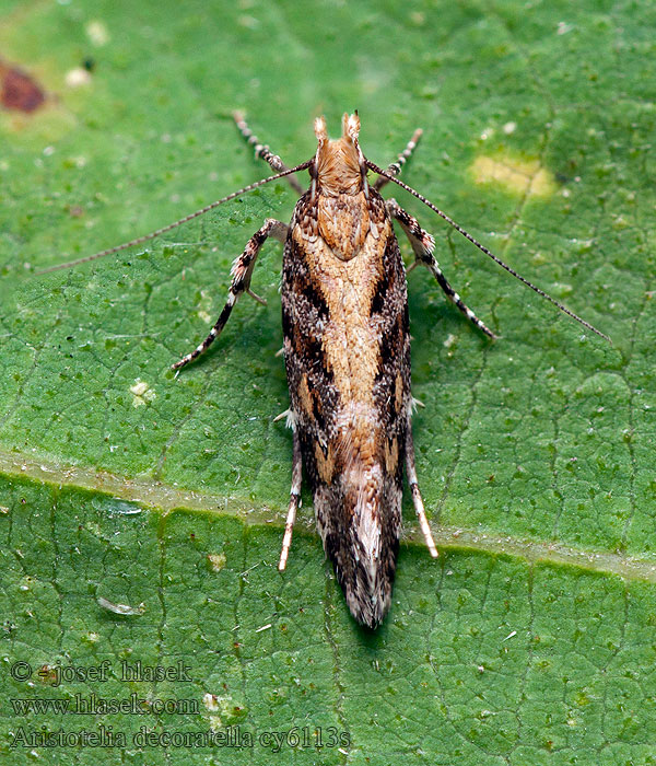 Aristotelia decoratella