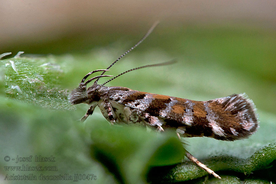 Aristotelia decoratella