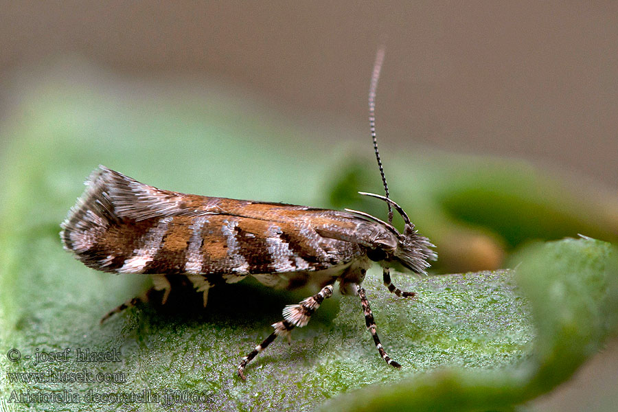 Aristotelia decoratella