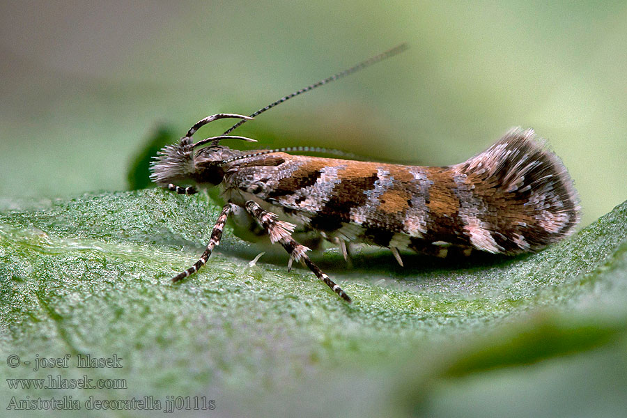 Aristotelia decoratella