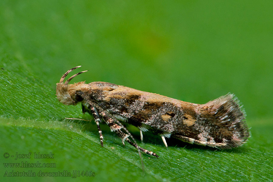 Aristotelia decoratella