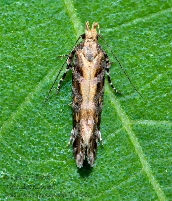 Aristotelia decoratella