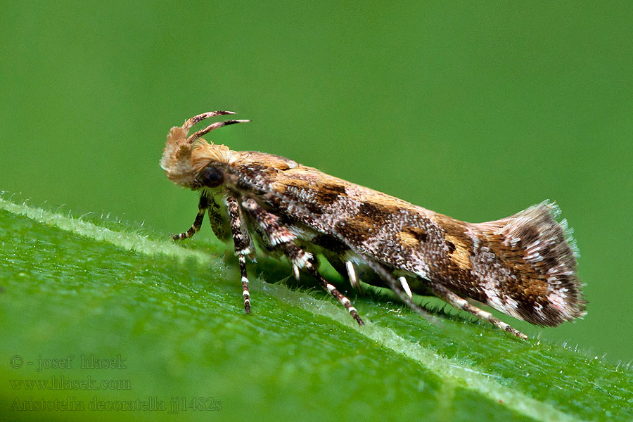 Aristotelia decoratella