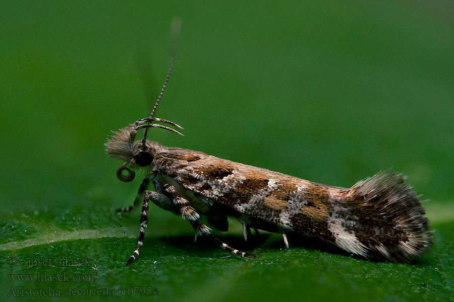 Aristotelia decurtella Seprőajkú sarlósmoly