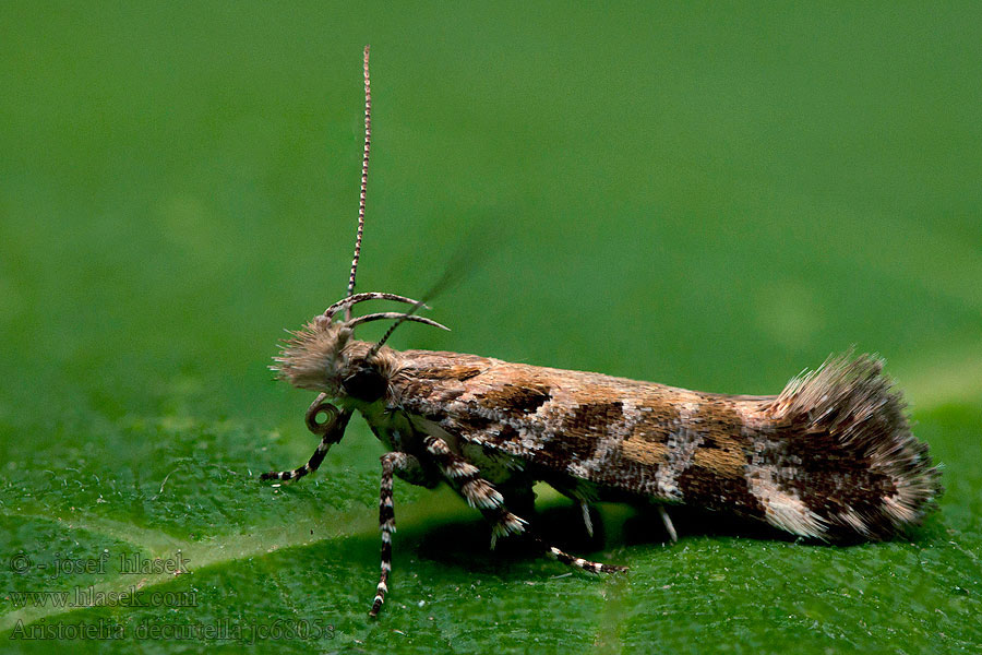 Psota kotúčová Aristotelia decurtella