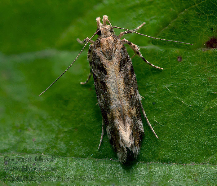 Aristotelia decurtella