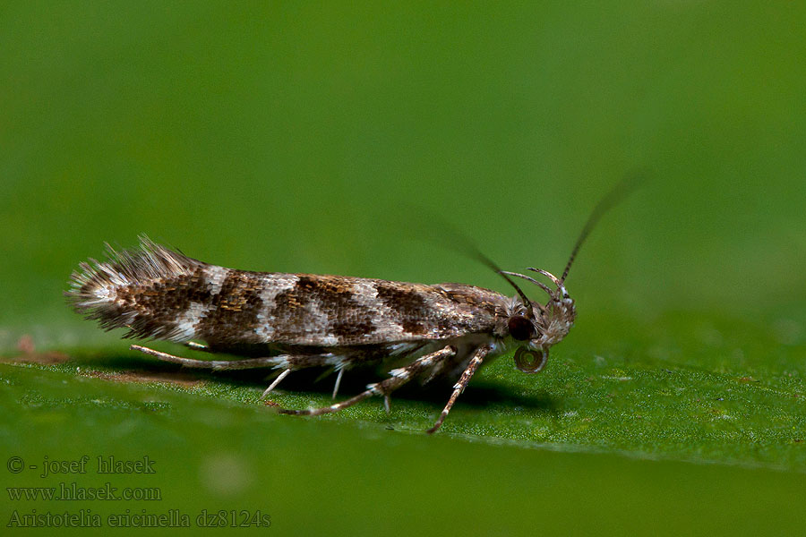 Blystrimmig ljungmal Aristotelia ericinella