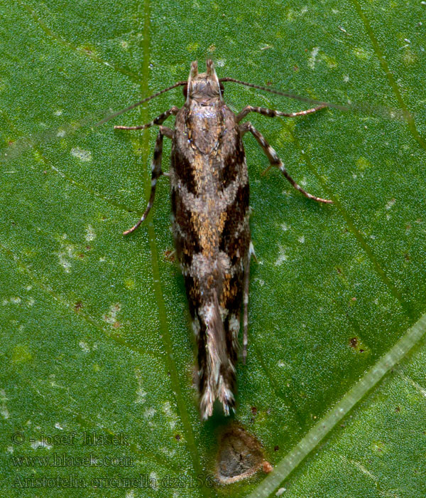 Csarabos sarlósmoly Blystrimmig ljungmal Aristotelia ericinella