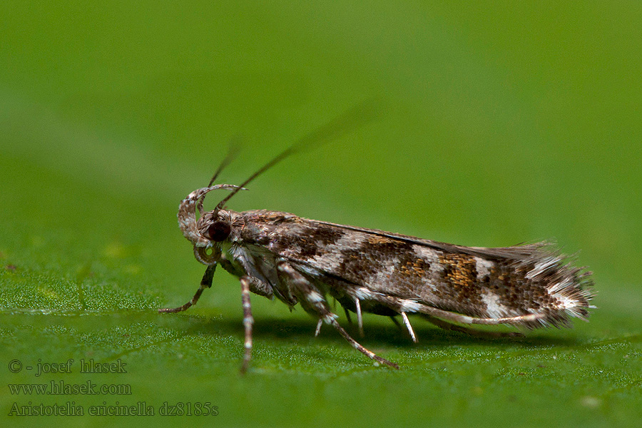 Heidepistoolmot Aristotelia ericinella