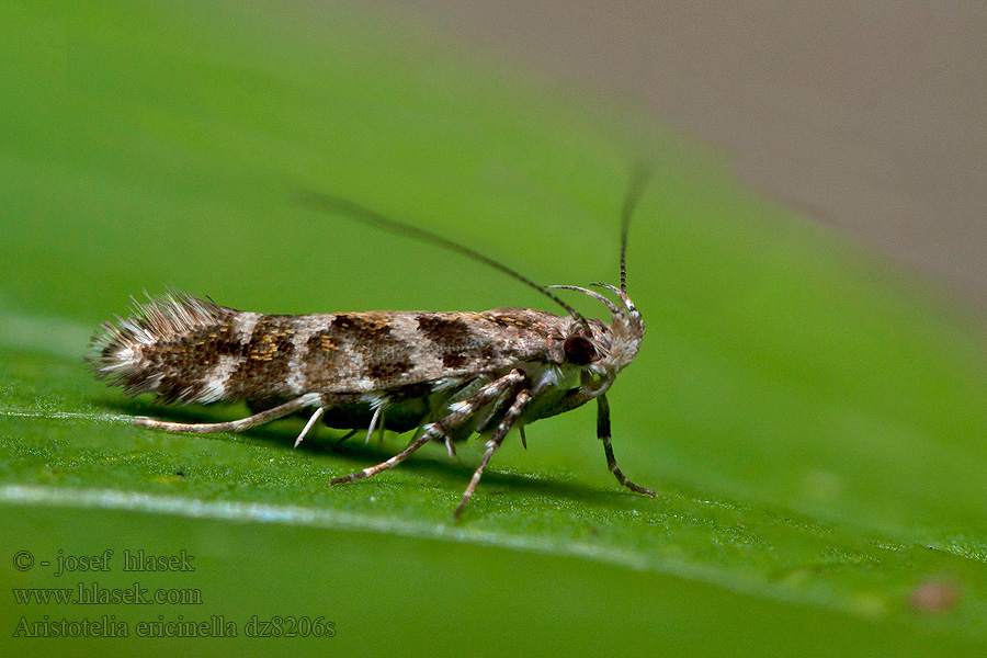 Psota vresovcová Aristotelia ericinella