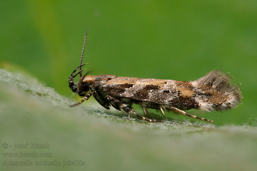 Aristotelia ericinella Heather Neb Psota vresovcová