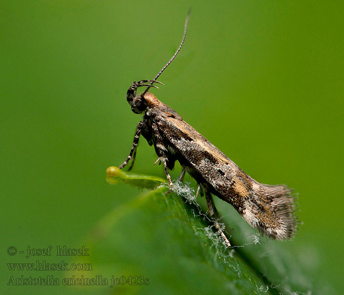 Aristotelia ericinella Heidepistoolmot Csarabos sarlósmoly