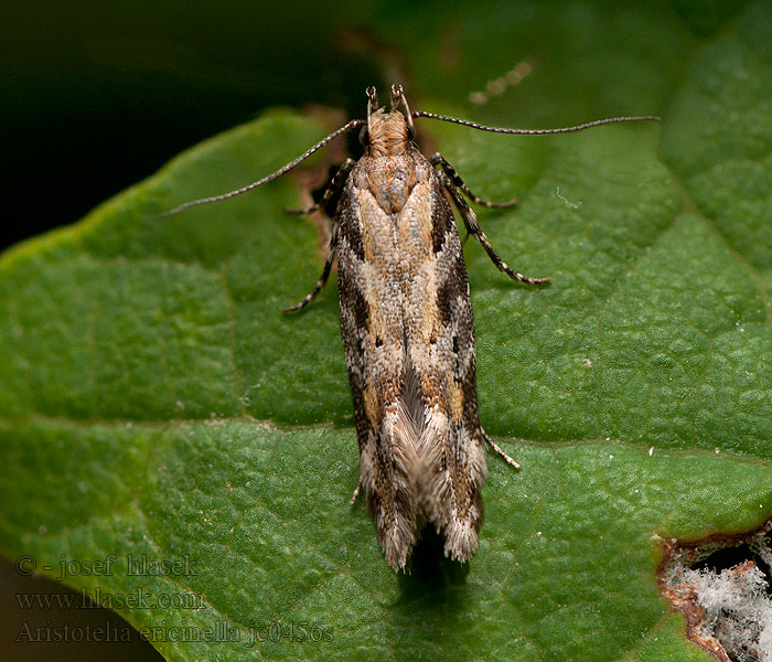 Csarabos sarlósmoly Blystrimmig ljungmal Aristotelia ericinella