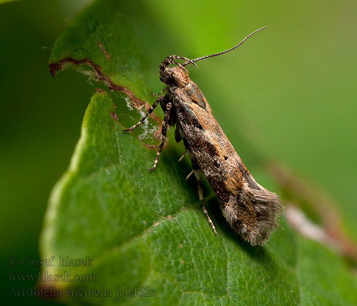 Aristotelia ericinella