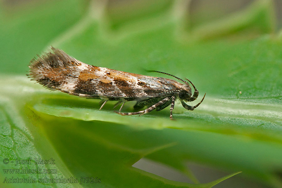 Aristotelia subericinella Psota kovovolesklá