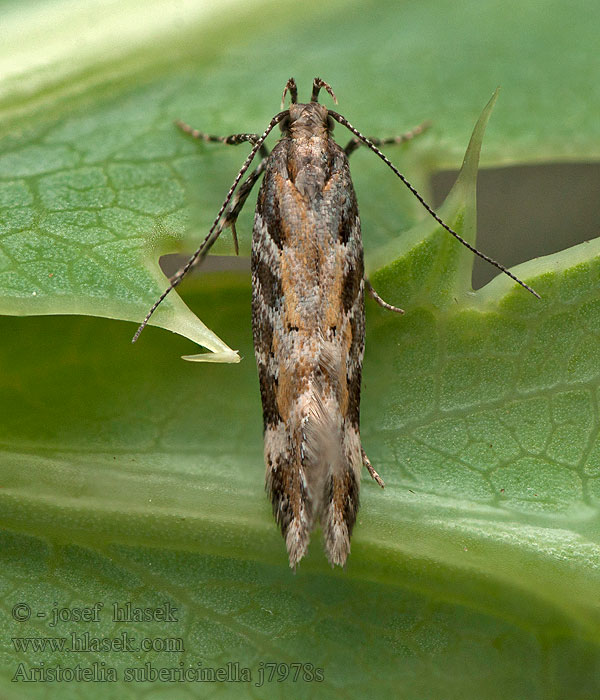 Aristotelia subericinella Psota kovovolesklá Sárgacsíkos sarlósmoly