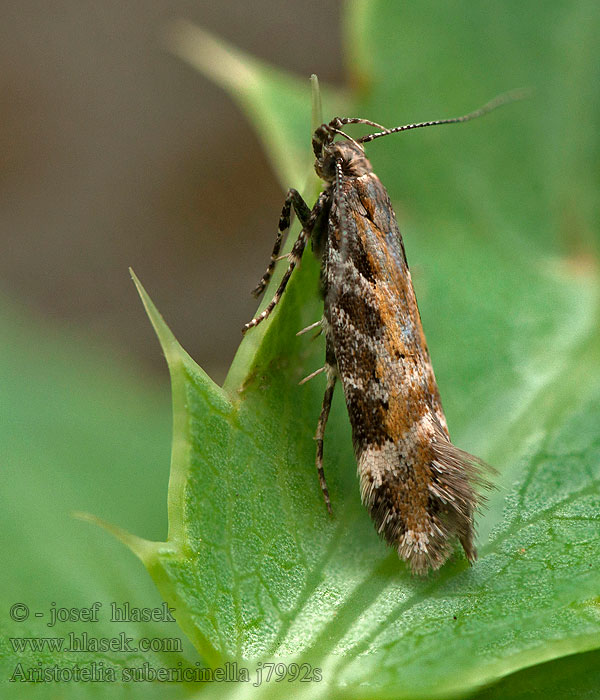 Aristotelia subericinella
