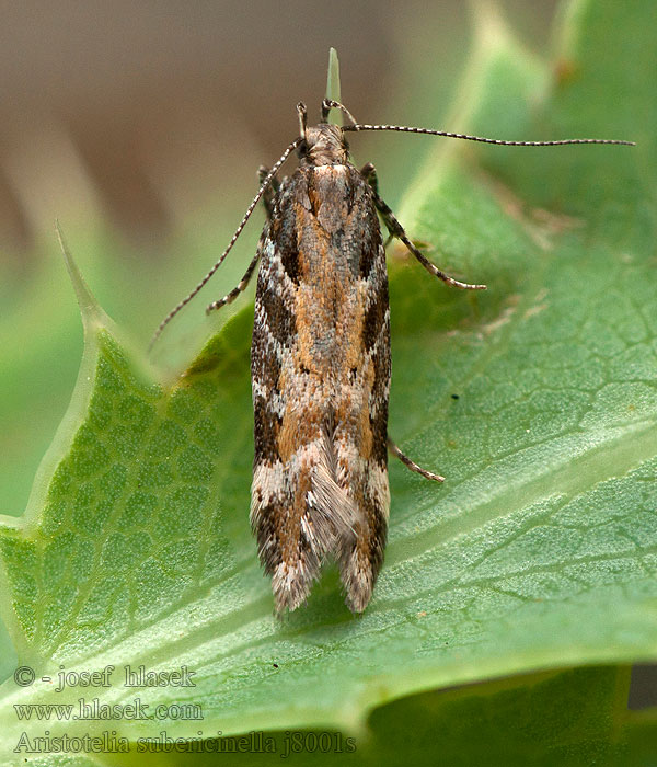 Aristotelia subericinella