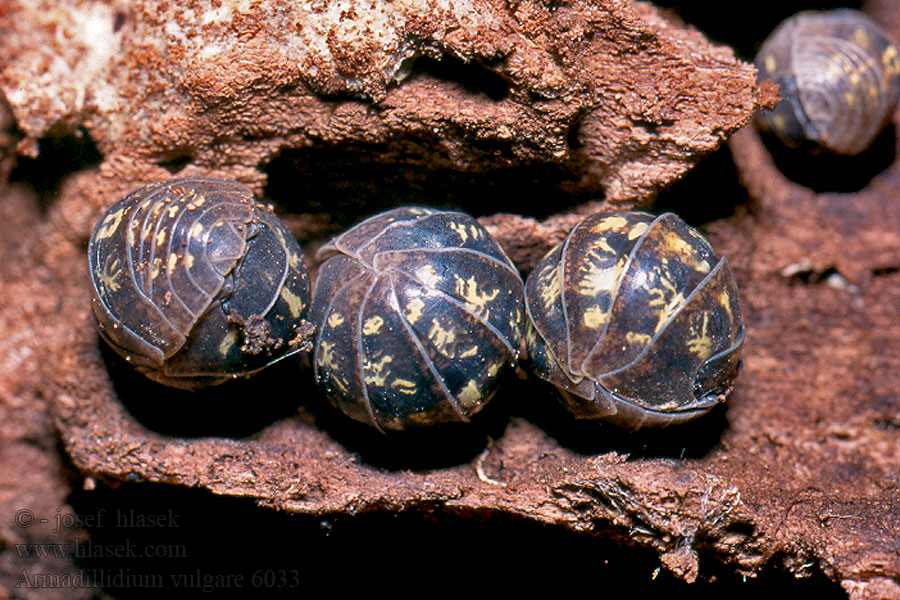 Armadillidium vulgare Svinka obecná Rollassel Pigułka-poprawki