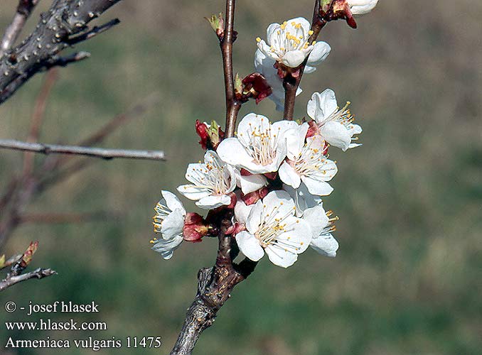 Armeniaca vulgaris Apricot tree Abricot L'albicocco Kajszibarack