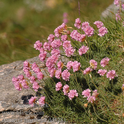 Armeria maritima Statice Sea Pink flower thrift Sand-Grasnelke