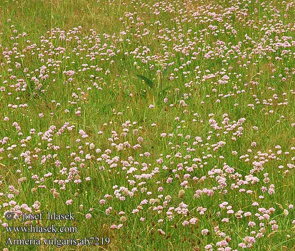 Armeria vulgaris Statice elongata Engelskgræs Gewöhnliche Grasnelken