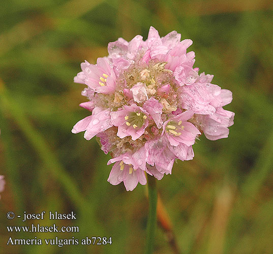 アルメリア Aрмерия Ttrávnička obyčajná Armeria vulgaris Statice elongata