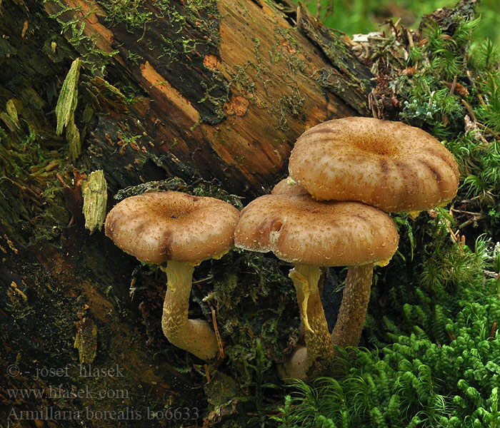 Armillaria borealis Václavka severská Nördlicher Hallimasch