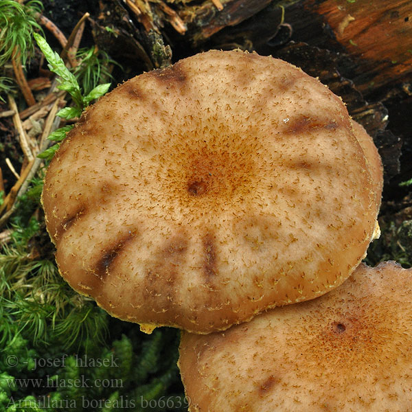 Armillaria borealis Noordelijke honingzwam Opieńka północna