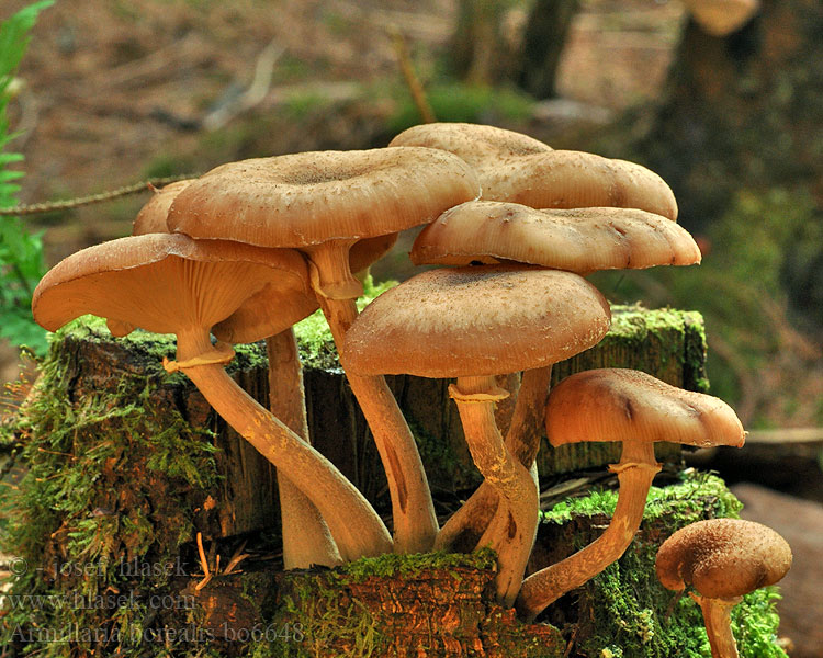 Armillaria borealis Podpňovka riedkošupinatá Nordlig honningsvamp