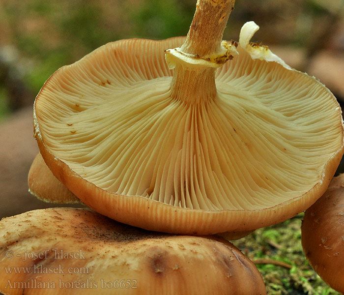 Armillaria borealis Vanlig honungsskivling