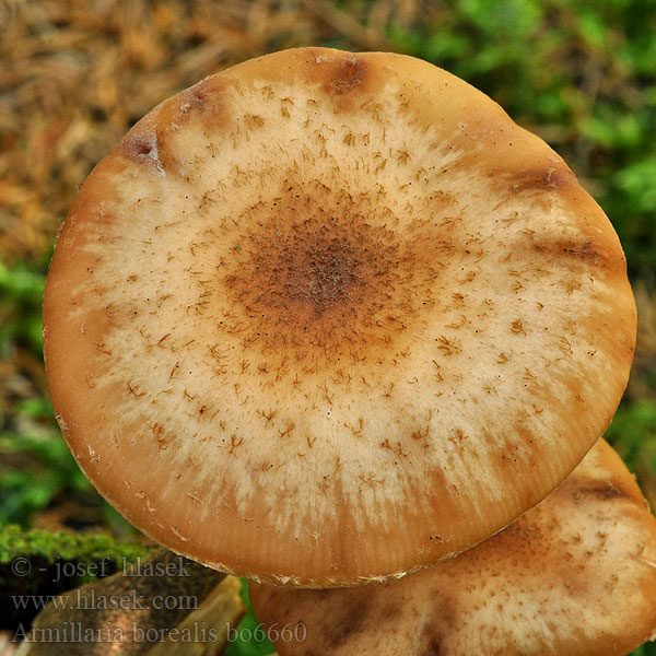 Armillaria borealis Pohjanmesisieni Skoghonningsopp