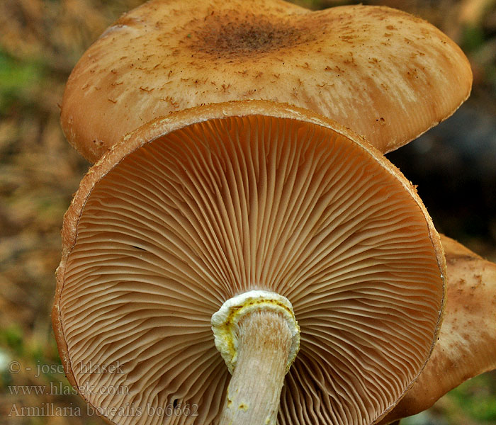 Armillaria borealis Václavka severská