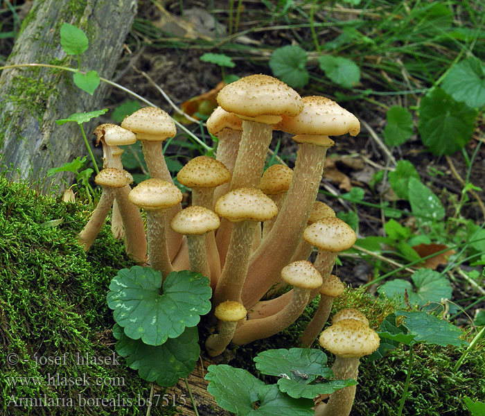 Armillaria borealis Nördlicher Hallimasch