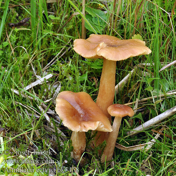 Armillaria ectypa Václavka bažinná žlutohnědá Marsh Honey Fungus