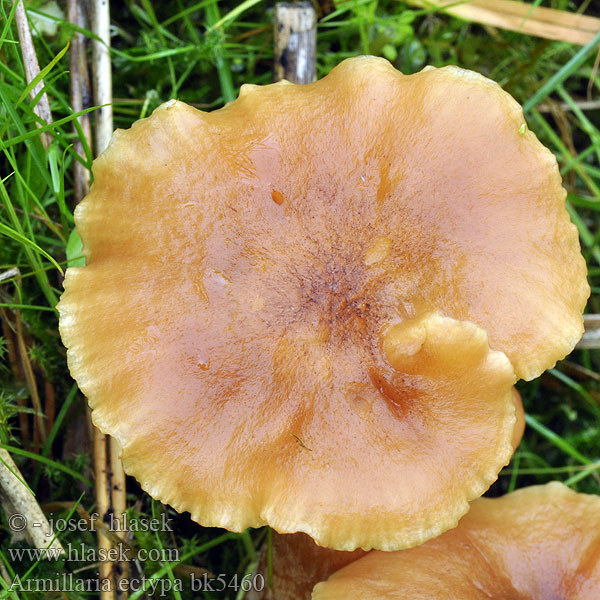 Armillaria ectypa bk5460