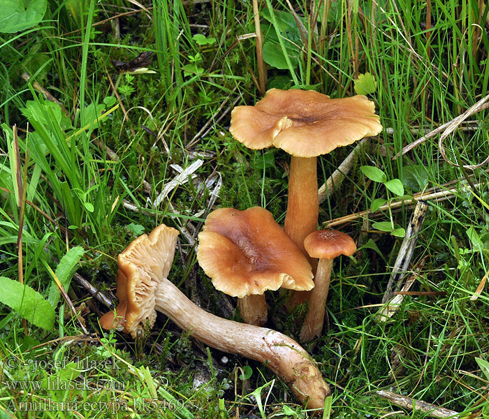 Armillaria ectypa bk5469