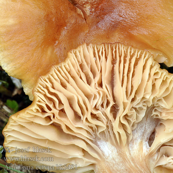 Armillaria ectypa bk5481