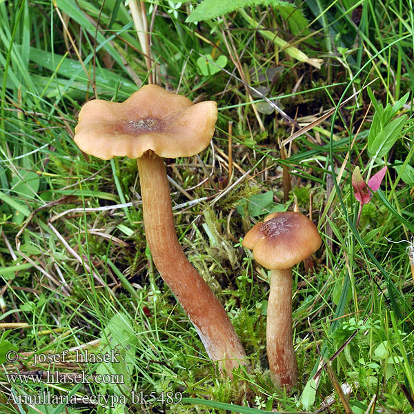 Kärrhonungsskivling Armillaria ectypa Václavka bažinná žlutohnědá