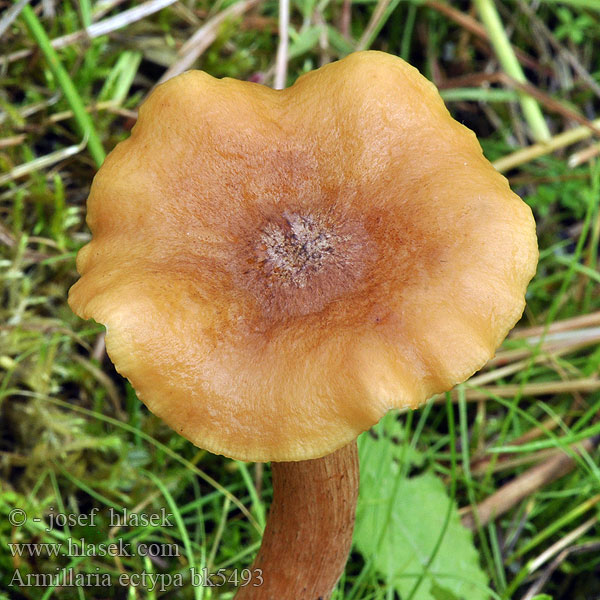 Václavka bažinná žlutohnědá Marsh Honey Fungus