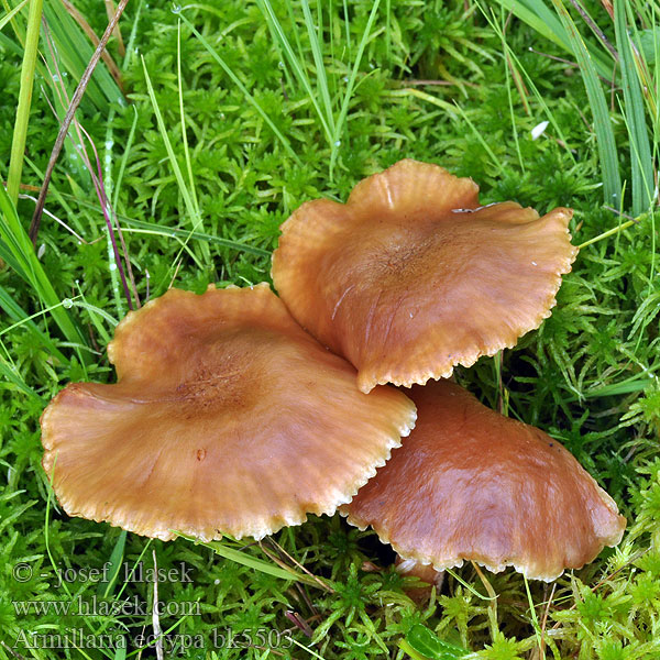 Marsh Honey Fungus Опёнок чеканный Moorhallimasch