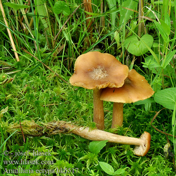 Armillaria ectypa bk5517