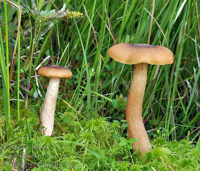 Armillaria ectypa bk5722