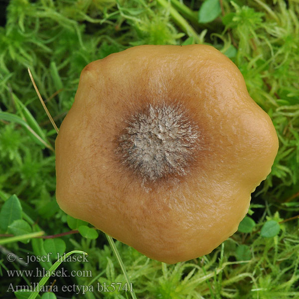 Armillaria ectypa bk5741