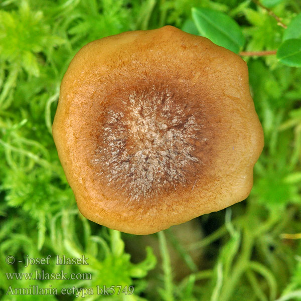 Armillaria ectypa bk5749