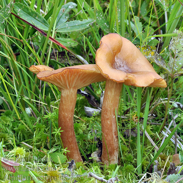 Armillaria ectypa bk5758