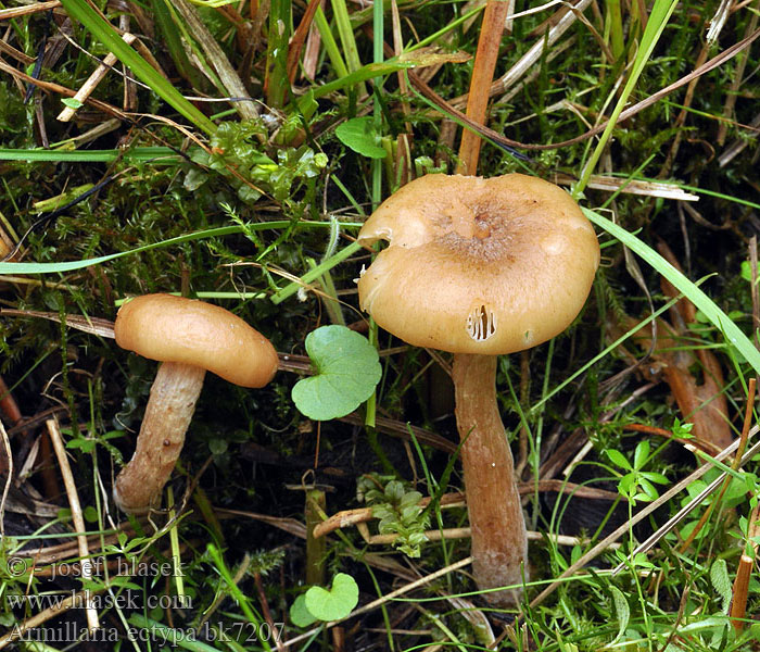 Armillaria ectypa Podpňovka rašelinná mokraďová Kärrhonungsskivling Václavka bažinná