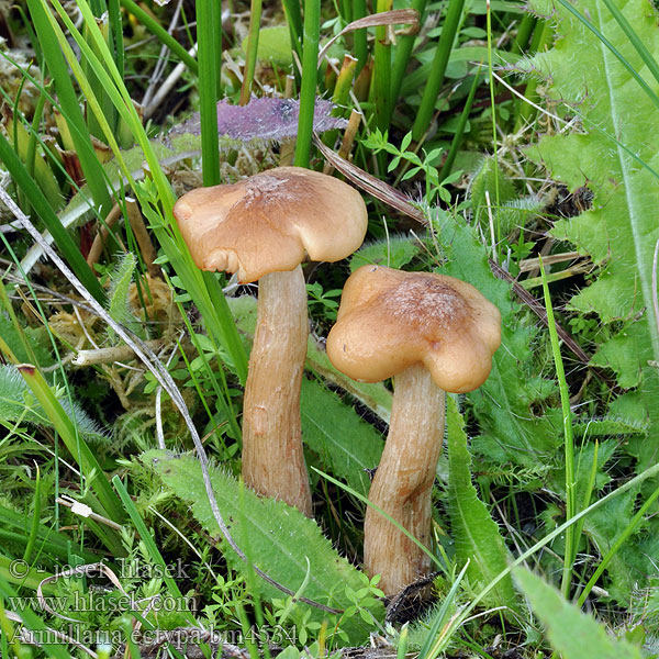 Armillaria ectypa Podpňovka mokraďová rašelinná Kärrhonungsskivling Václavka bažinná