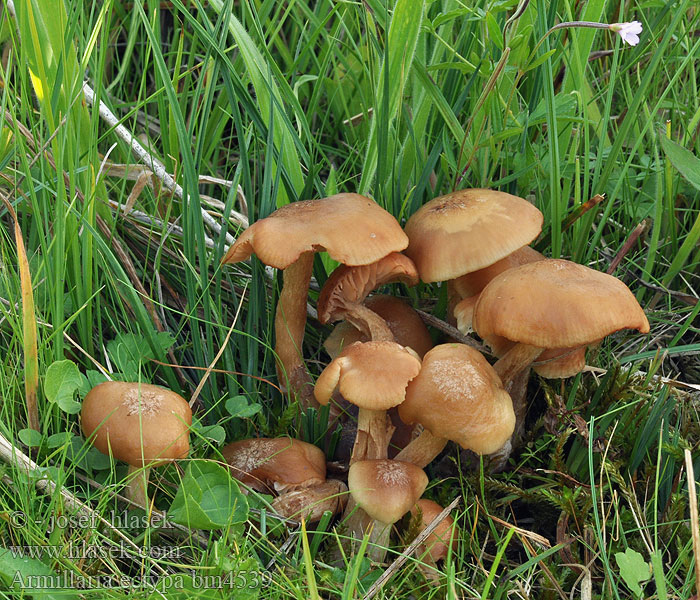 Armillaria ectypa Kärrhonungsskivling Václavka bažinná žlutohnědá