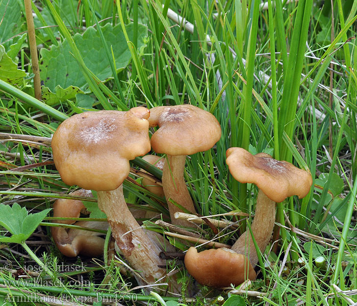 Armillaria ectypa Václavka bažinná žlutohnědá Marsh Honey Fungus